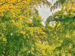 -三里屯东五街银杏大道