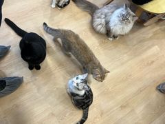 -有喵·猫咖·狗咖·30几只猫10只小狗(岗厦店)