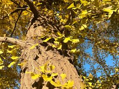 -辽宁大学(崇山校区)