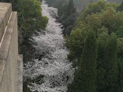 -武汉大学-樱园