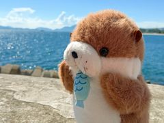 -Bella coffee(六月海店)