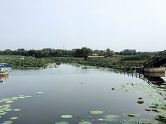 -白洋淀景区