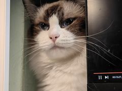 -纳吉亚猫专科动物诊疗中心(蒋宅口分院)