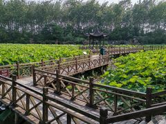 -合肥滨湖国家森林公园