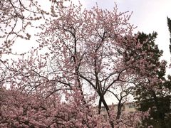 -桃花堤公园