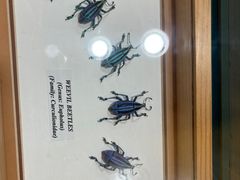 -上海大自然野生昆虫馆(东方明珠·爬宠昆虫探索中心)