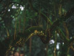 -张坝桂圆林公园