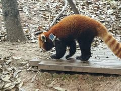 -成都大熊猫繁育研究基地