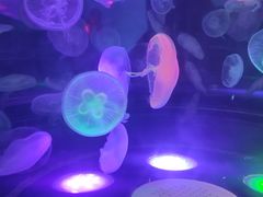 -合肥海洋世界