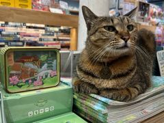 -猫的天空之城概念书店(杭州南宋御街店)