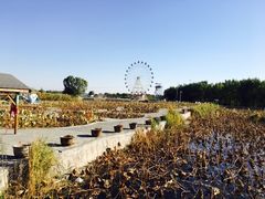 -白洋淀景区