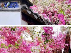 -深圳国际园林花卉博览园