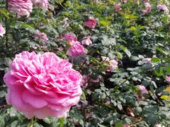 -人民公园(罗湖区)