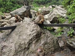 -三峡人家风景区