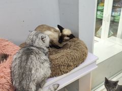-喵的天空名猫咖啡馆·撸猫·猫舍·用品