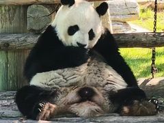 -西霞口神雕山野生动物世界