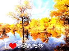 -金塔沙漠胡杨林景区