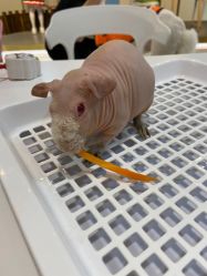 -Moni星球萌宠·小马宝莉·灵蛇·高端高阶全萌宠互动体验俱乐部(红豆国际广场店)