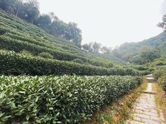 -十八棵（老龙井）御茶园(老龙井店)