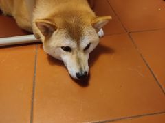 -About Bistro關於·泰式家庭料理