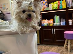 -宠爱国际动物医院·消化内科·心肾内科·ISFM猫友好(望京店)