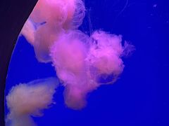 -江和美海洋公园