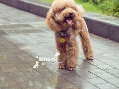 -超宠爱宠物摄影-Super pet