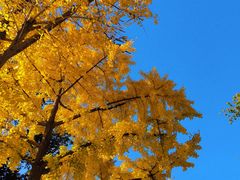 -三里屯东五街银杏大道
