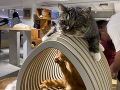 -more than meow吴止猫主题餐厅(承德 中船汇店)