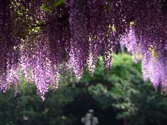 -嘉定紫藤园