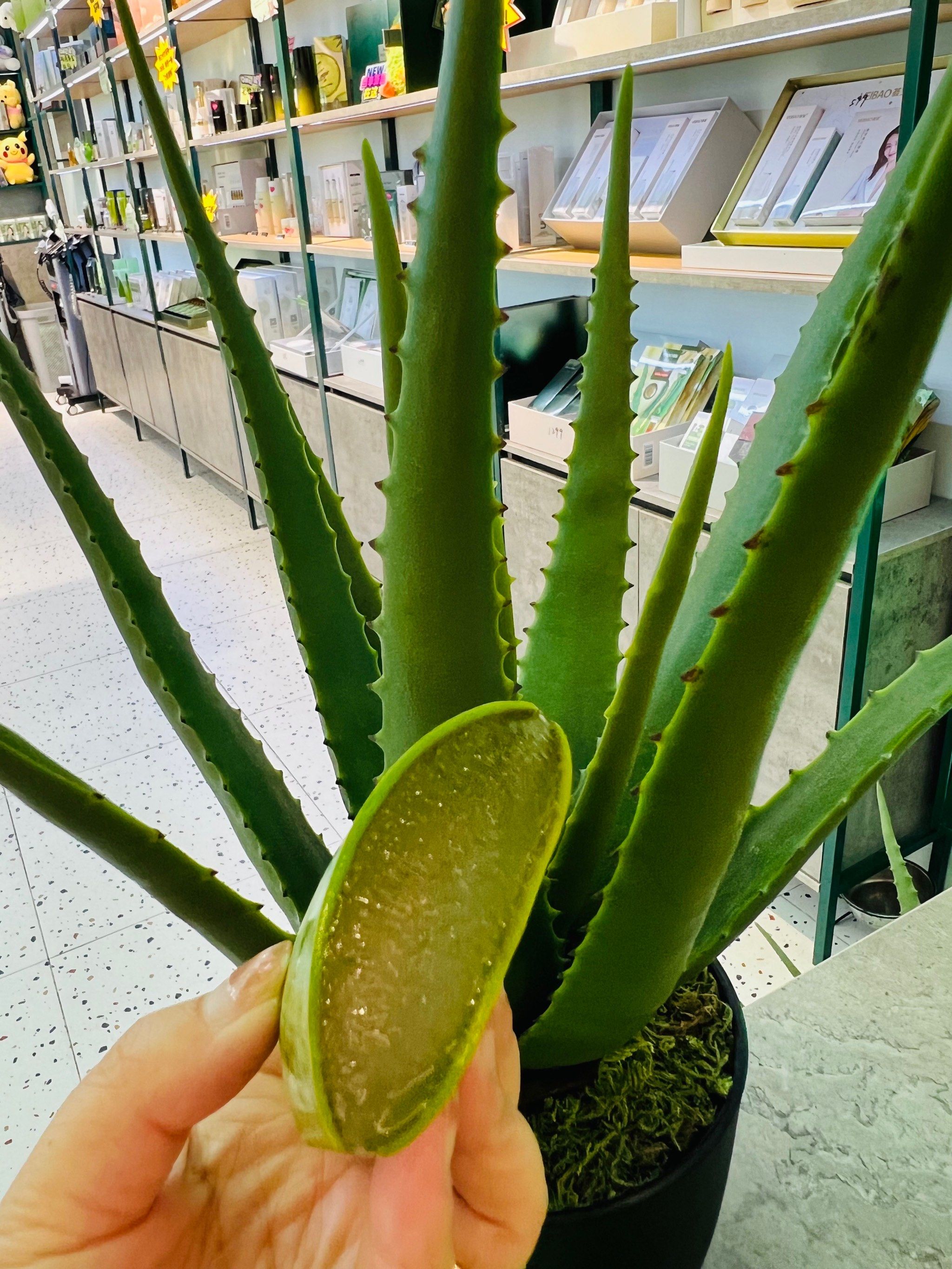 爱上荟宝芦荟灌肤!