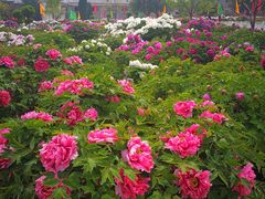 -曹州百花园