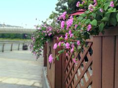 -映月湖中央公园