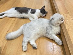 -是阿柴呀！柴犬咖啡·爱喵喵猫咖