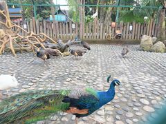 -西双版纳傣族园