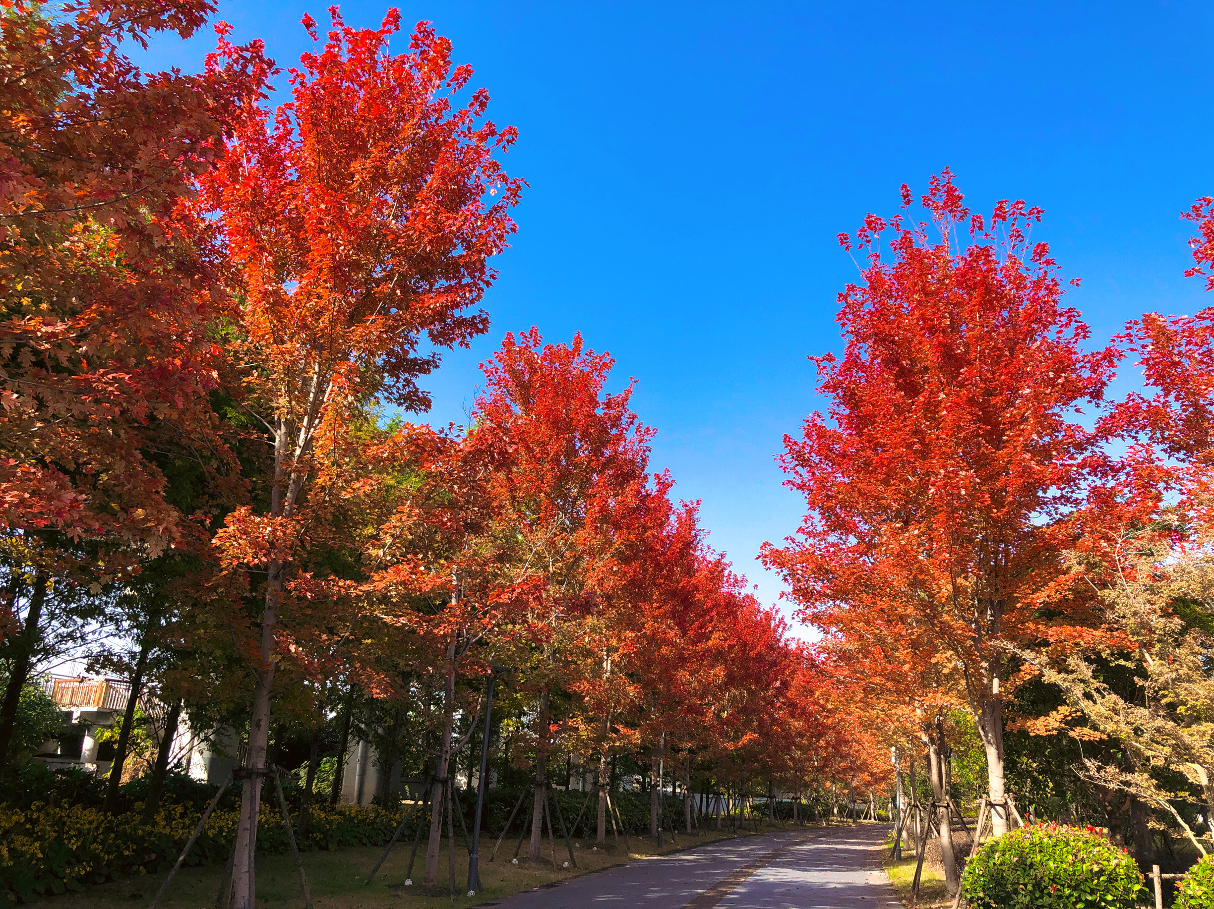 n#一起享受大自然的美#治愈系风景#去户外捕捉秋天#深秋枫叶观赏记