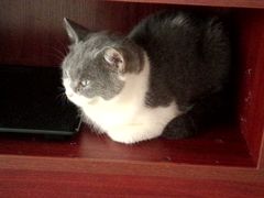-萌喵宠狗爱心宠咖