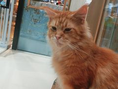 -藏猫猫咖啡主题馆(中央大道店)