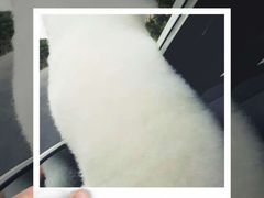 -美联众合宠物医院·爱萌分院·内外科·猫科中心