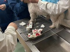 -康乐宝动物医院