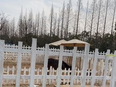 -前小桔亲子创意农场·草莓采摘·露营烧烤