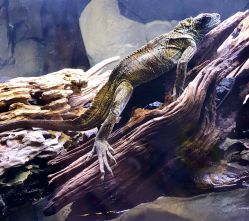-Zoolung Zoolung动物主题公园(海信广场店)