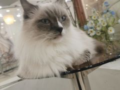 -共舞时光猫咖·狗咖(新街口店)