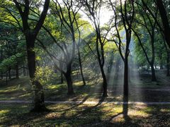 -上海共青森林公园