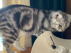 -蓝鲸·缅因猫舍