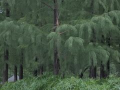 -长广溪湿地公园