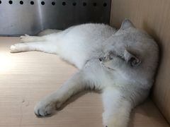 -瞄一喵猫咖(格力海岸店)