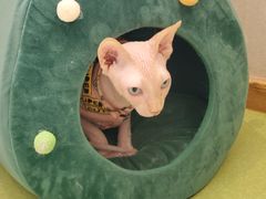 -MOCHA明星猫咖(田子坊店)