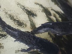 -金台阶鱼馆(于桥水库店)