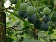 -金谷域澳洲庄园